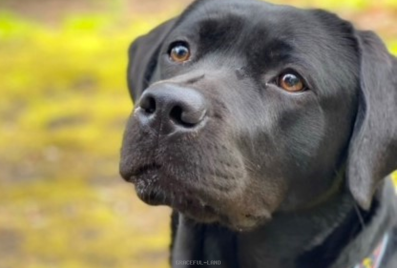 ターシャ(英国血統) ターシャ(英国血統)